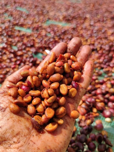 Cà phê Robusta - Ritachi Coffee - Công Ty TNHH Nosavi